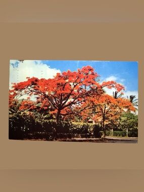 Vintage 1960 Royal Poinciana Tree Postcard- Hawaii